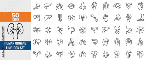 Human Organs Line Icon Set – Thin Linear Vector Symbols of Heart, Lungs, Liver, Stomach, Intestine, Kidneys, Bladder & Anatomical Structures
