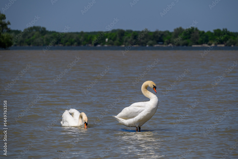Obraz premium Beautiful elegant white swans swimming in Danube river in Belgrade, Serbia