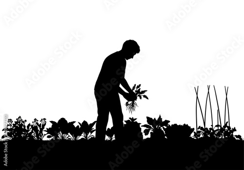 Silhouette of Person Tending to a Vegetable Garden