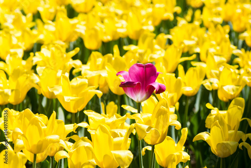 One purple tulip and field of yellow flowers (not like everyone else)