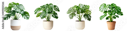 Wallpaper Mural Assortment of lush indoor houseplants in modern pots Torontodigital.ca