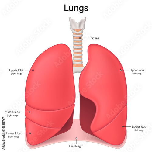 Lungs anatomy. Right lung and Left lung. Human respiratory system.