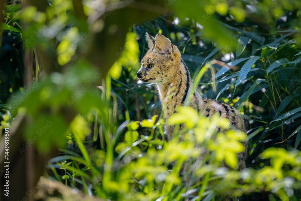 Fototapeta premium Serval cat in lush green foliage.