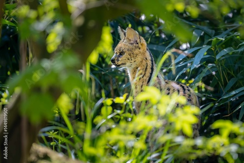 Fototapeta Naklejka Na Ścianę i Meble -  Serval cat in lush green foliage.