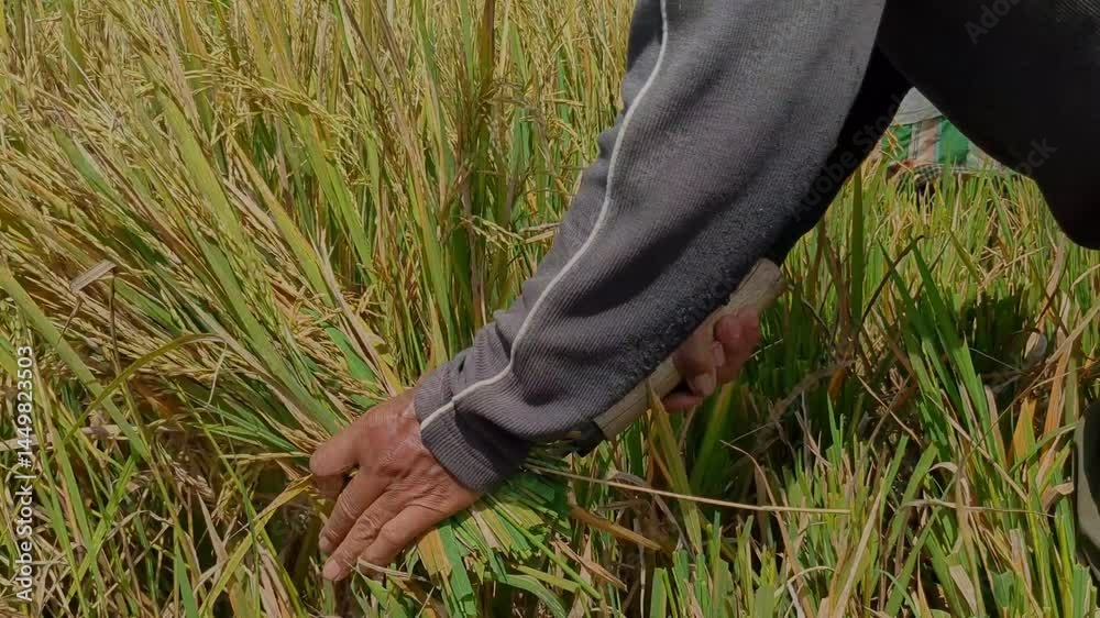 farmers harvesting rice in the traditional way, manual farmers harvesting rice in the traditional way, manual