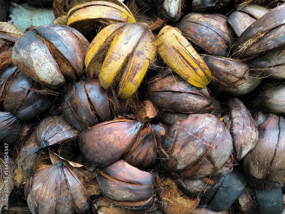 Fallen coconut shells are collected to be dried and used as fuel. Fallen coconut shells are collected to be dried and used as fuel.