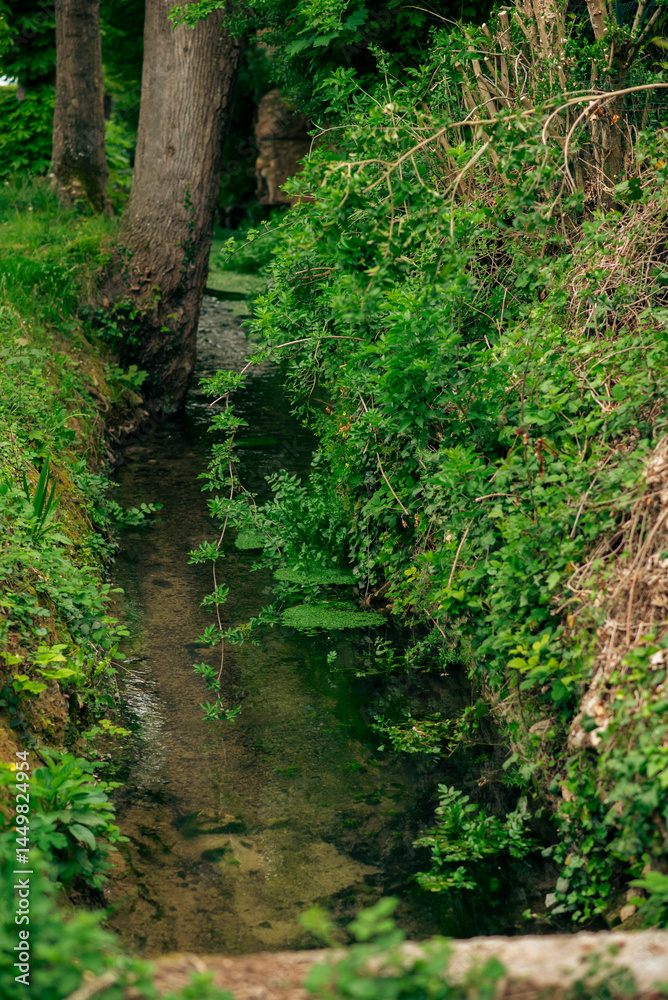 Lush green creek surrounded by trees and vegetation in a forest setting Lush green creek surrounded by trees and vegetation in a forest setting