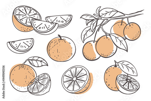 Orange fruit outline set. Collection of orange sketches with yellow spots. Hand drawn illustration. Doodle sketch icons.