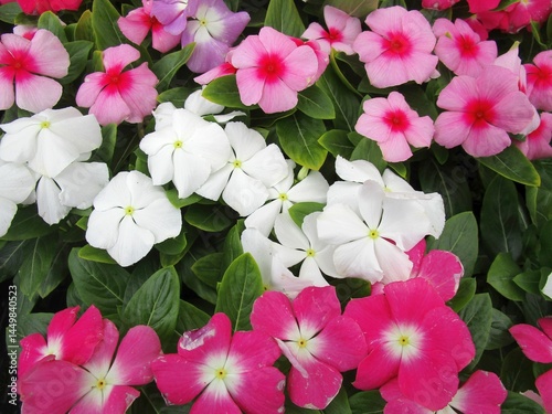 カラフルなニチニチソウの花のアップ