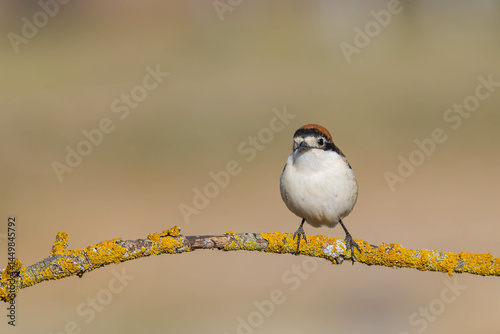 Woodchat Shrike (Lanius senator)