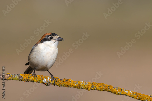 Woodchat Shrike (Lanius senator)