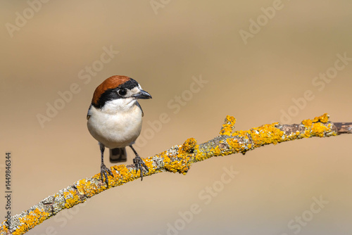 Woodchat Shrike (Lanius senator)