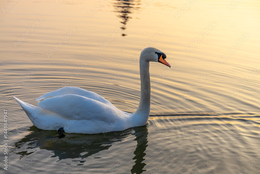 Fototapeta premium White swan bird swim in the river. Water birds in the wild nature