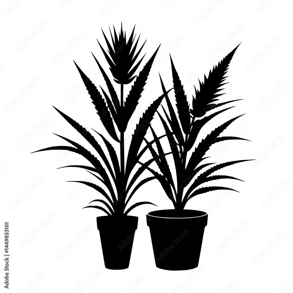 plant in pot plant in pot