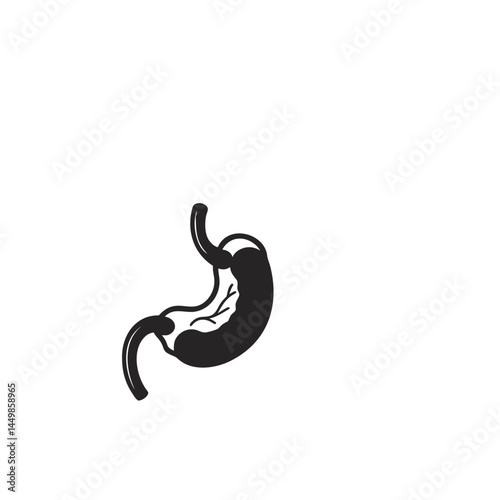 Human stomach anatomy diagram medical illustration