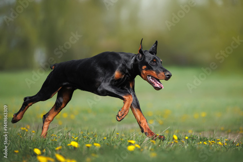 happy doberman puppy running on grass in summer