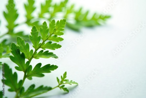 Delicate fern fronds scattered on white paper, , environmentalism