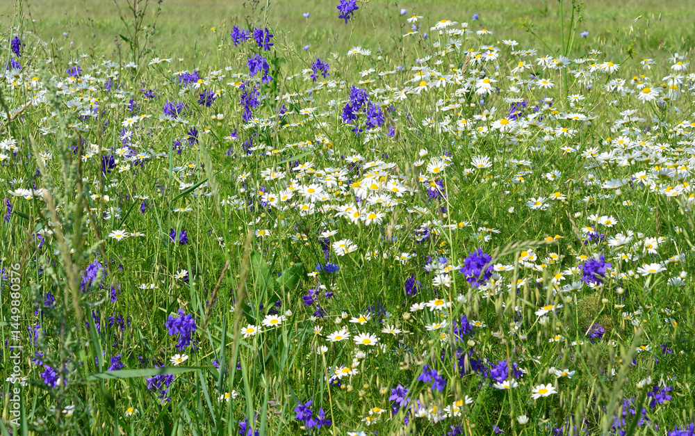 Naklejka premium A vibrant meadow filled with chamomiles and cornflowers in bloom 