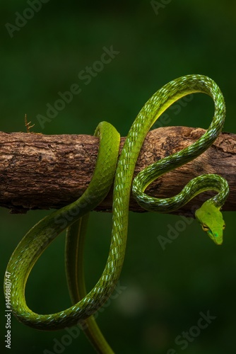 Canvas Print Closeup of a Pucuk snake on a tree branch