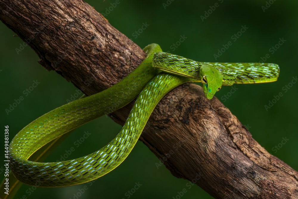 Closeup of a Pucuk snake on a tree branch Closeup of a Pucuk snake on a tree branch
