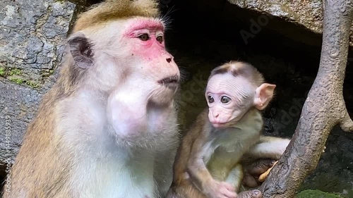 Close-up of a mother monkey and her baby sitting on rocks, showcasing their natural expressions and habitat.