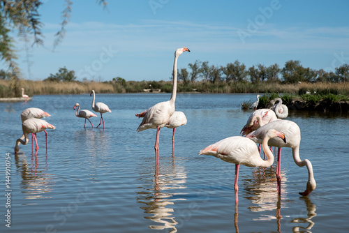 flamant rose en camargue