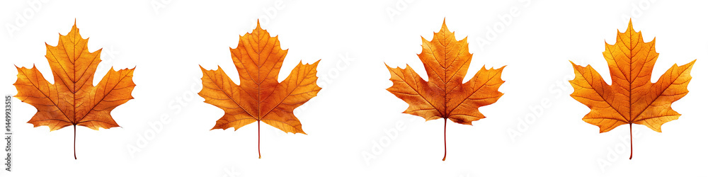 Set, Collection of Amber Maple Leaf isolated on transparent background. Set, Collection of Amber Maple Leaf isolated on transparent background.