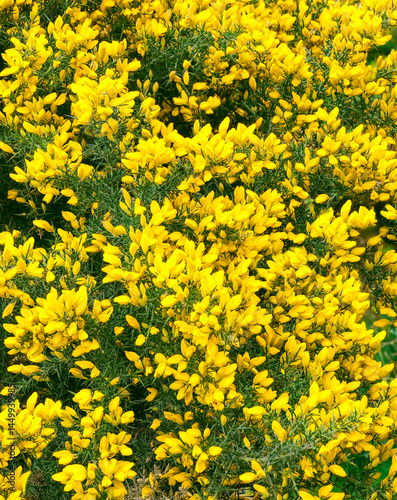 A bush of yellow gorse in close up