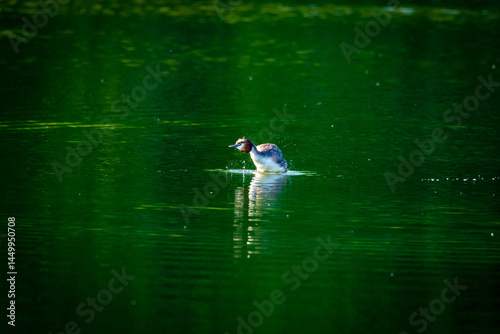 grebes