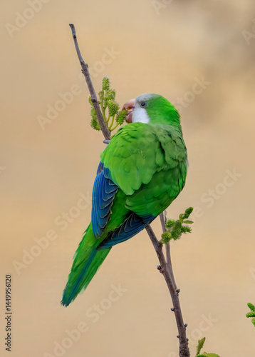 Bild auf Leinwand monk parakeet bird on a twig