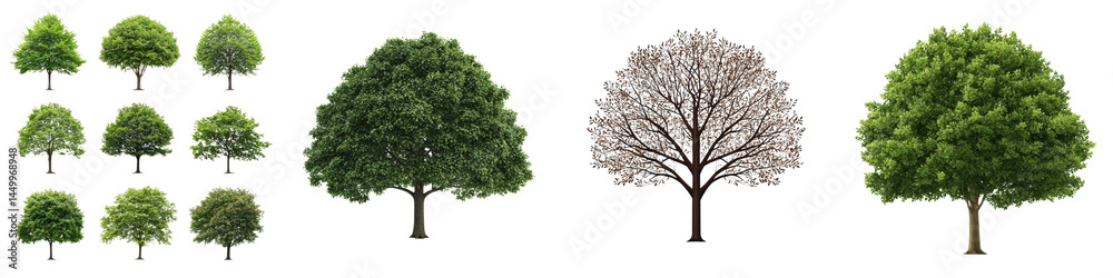 A collection of different trees and their foliage A collection of different trees and their foliage