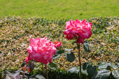 Bright pink roses in full bloom captured in a sunlit garden, with lush green foliage and trimmed hedges in the background.