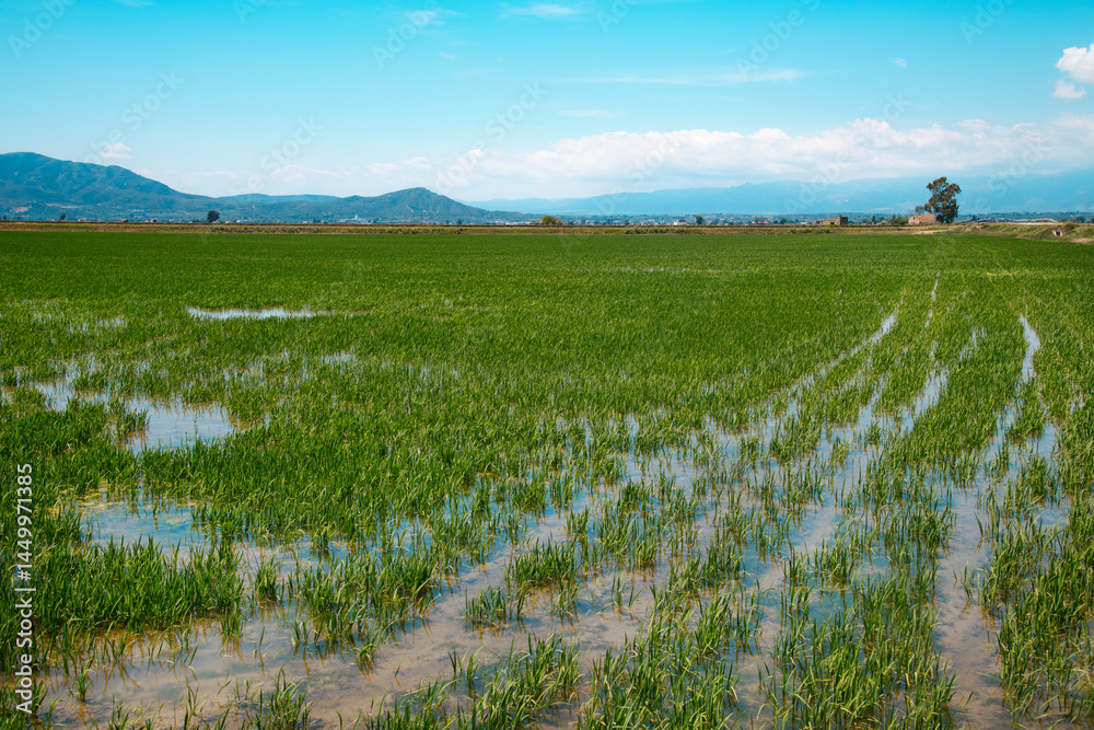 a waterlogged rice field in the Ebro Delta