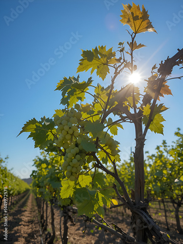 grape vine wilt under sun. Heat wave damage crop
