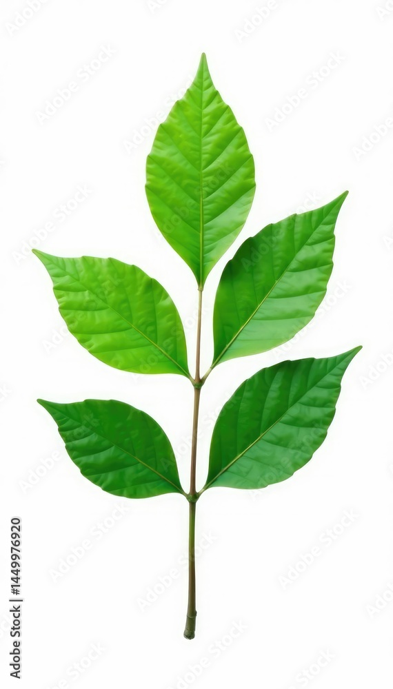 Fototapeta premium A single leafy branch isolated in a stark white environment, leaves, shape
