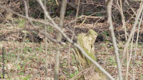 Wallpaper Mural Early spring.
Yellow butterflies are flying in the forest. Torontodigital.ca