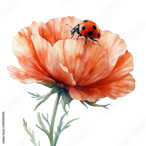 Ladybug On A Red Flower Petal, vector watercolor illustration, isolated on a white background.