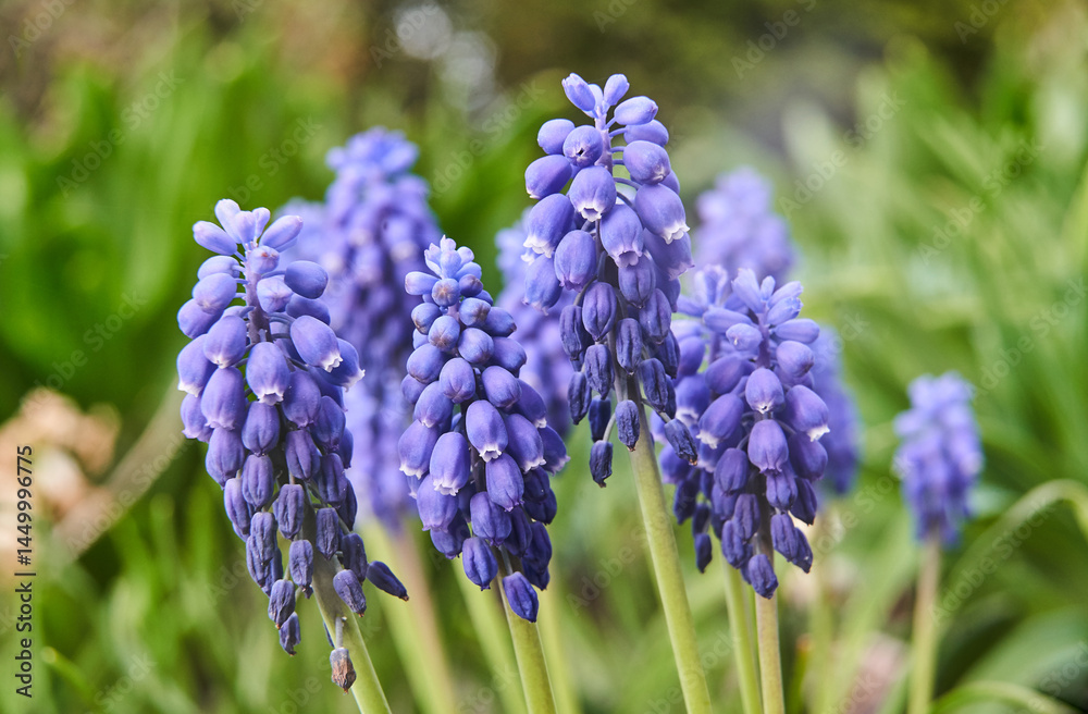blue, blooming grape hyacinth flower in a meadow in spring blue, blooming grape hyacinth flower in a meadow in spring