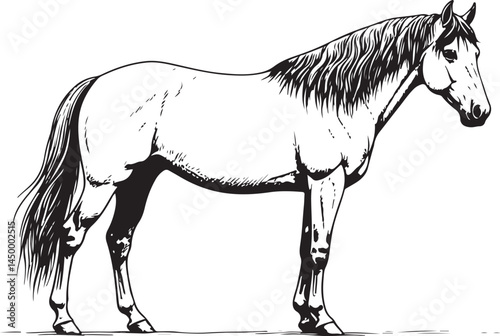 stand horse drawing EPS