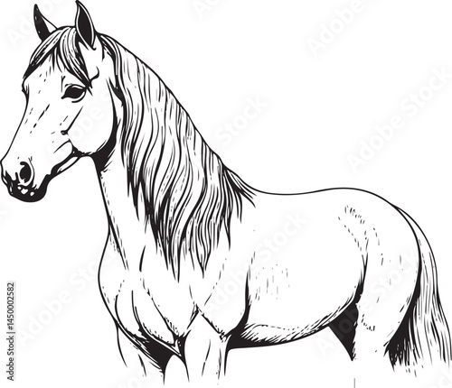 stand horse pencil hand drawn isolated transparent background 