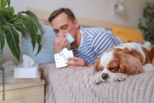 Dog is sleeping and in the background man is suffering from allergy to pet hair and is using tissues and medicine. He is sitting next to dog on bed. Health concept