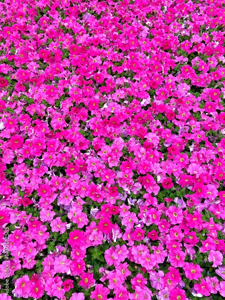 Naklejka premium Field of blooming pink petunias in production nursery ready for garden sales