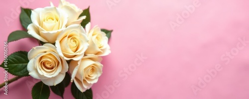 Cream roses bouquet on pink background Elegant flatlay, blank paper, festive , elegant, cream, white