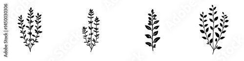 Various herbal plant illustrations showcasing different leaf shapes and sizes on a plain background