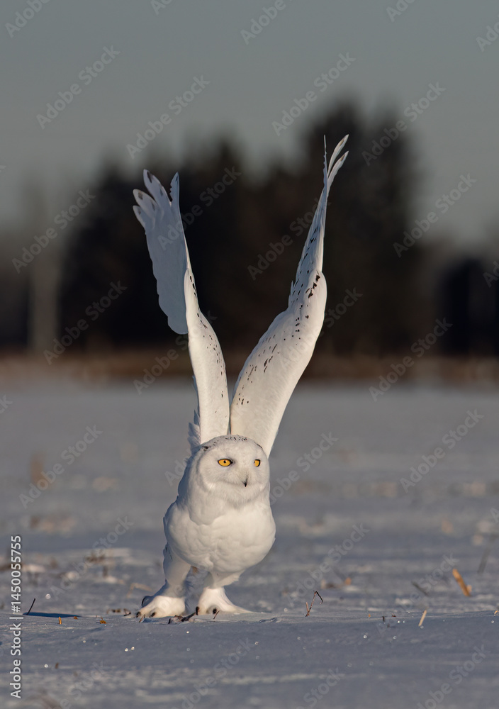 Snowy owl (Bubo scandiacus) lifts off and flies low hunting over a snow covered field in Ottawa, Canada