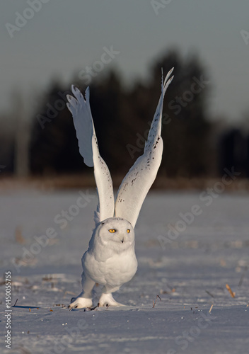 Obraz na płótnie Snowy owl (Bubo scandiacus) lifts off and flies low hunting over a snow covered field in Ottawa, Canada w salonie