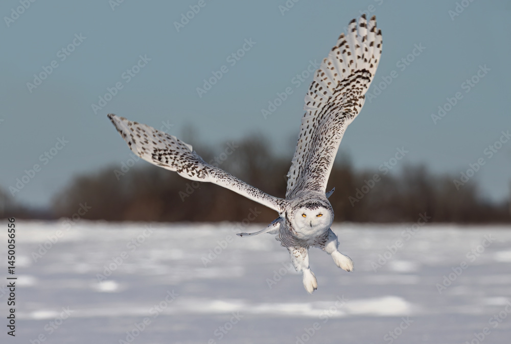 Snowy owl (Bubo scandiacus) lifts off and flies low hunting over a snow covered field in Ottawa, Canada