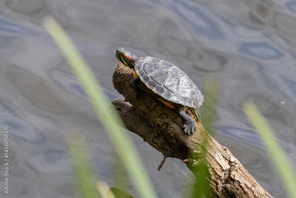 Fototapeta premium Red Eared Slider Turtle (Trachemys scripta elegans) sunbathing in Parc Natural dels Aiguamolls de l'Empordà, Catalonia, Spain