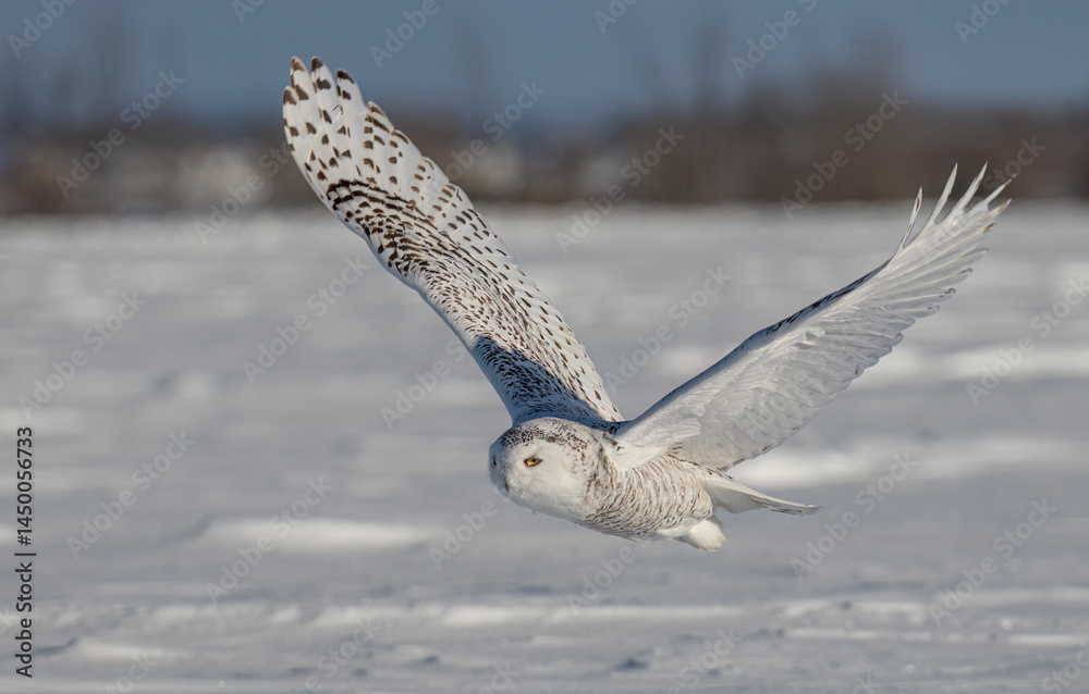 Snowy owl (Bubo scandiacus) lifts off and flies low hunting over a snow covered field in Ottawa, Canada