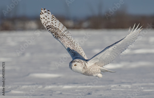 Obraz na płótnie Snowy owl (Bubo scandiacus) lifts off and flies low hunting over a snow covered field in Ottawa, Canada w salonie